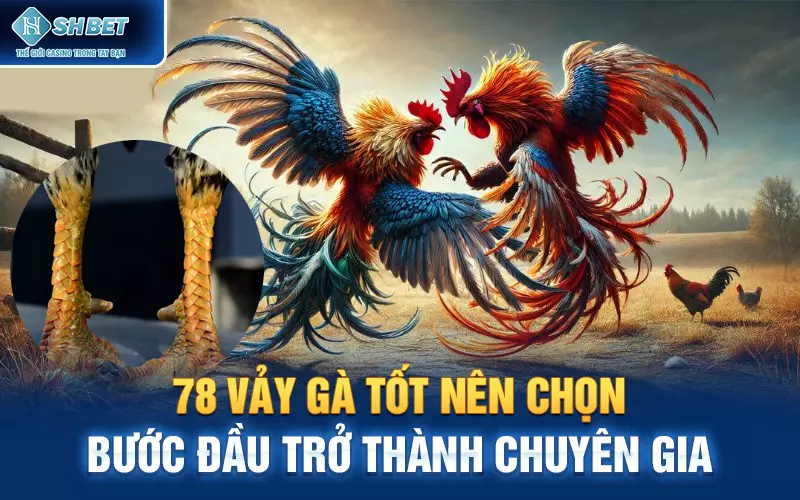 78 vảy gà tốt nên chọn: bước đầu trở thành chuyên gia