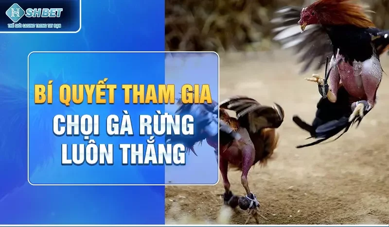 Bí quyết tham gia chọi gà rừng luôn thắng