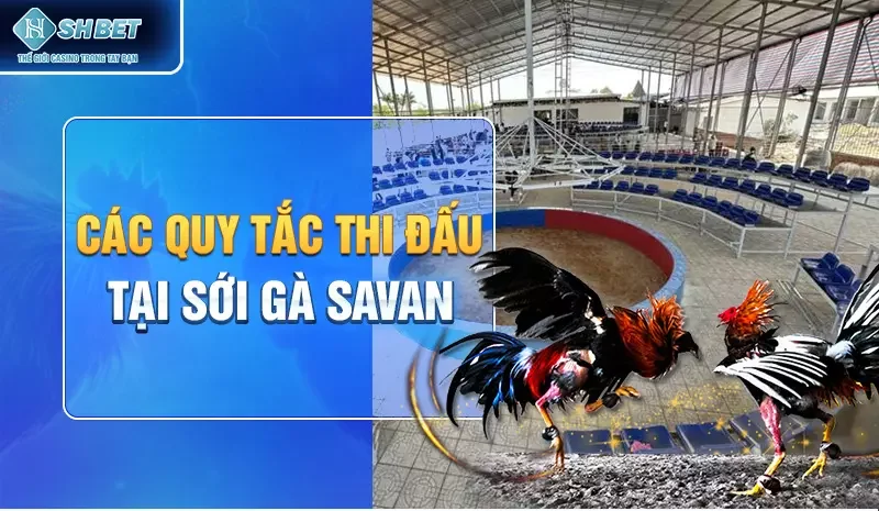 Các quy tắc thi đấu tại sới gà Savan