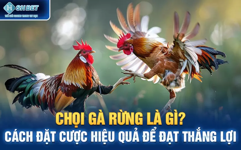 Chọi Gà Rừng Là Gì? Cách Đặt Cược Hiệu Quả Để Đạt Thắng Lợi