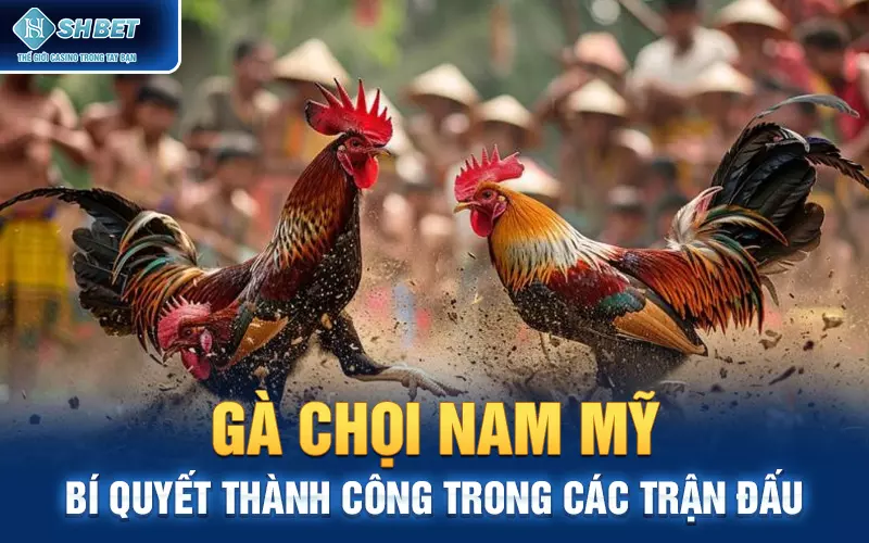 Gà Chọi Nam Mỹ: Bí Quyết Thành Công Trong Các Trận Đấu