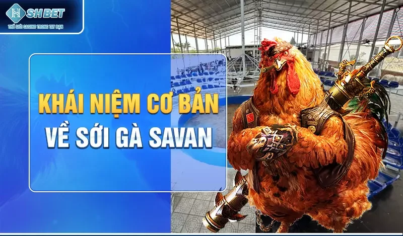 Khái niệm cơ bản về sới gà Savan