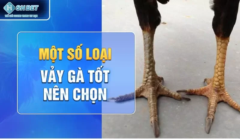 Một số loại vảy gà tốt nên chọn