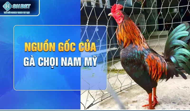 Nguồn Gốc của Gà Chọi Nam Mỹ