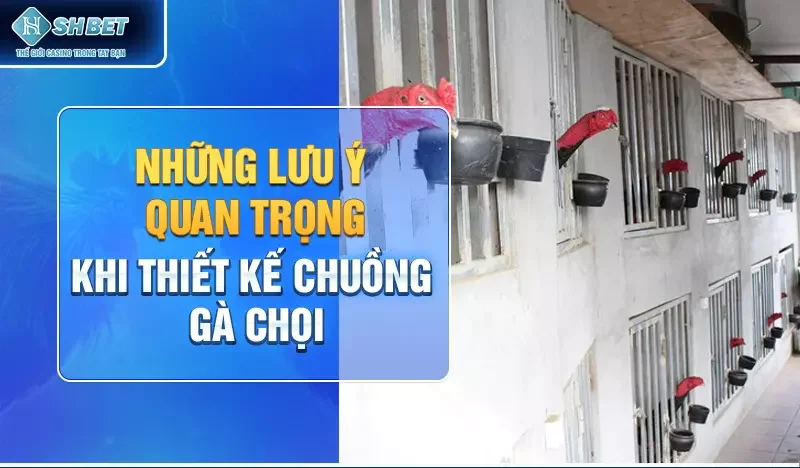 Những lưu ý quan trọng khi thiết kế chuồng gà chọi