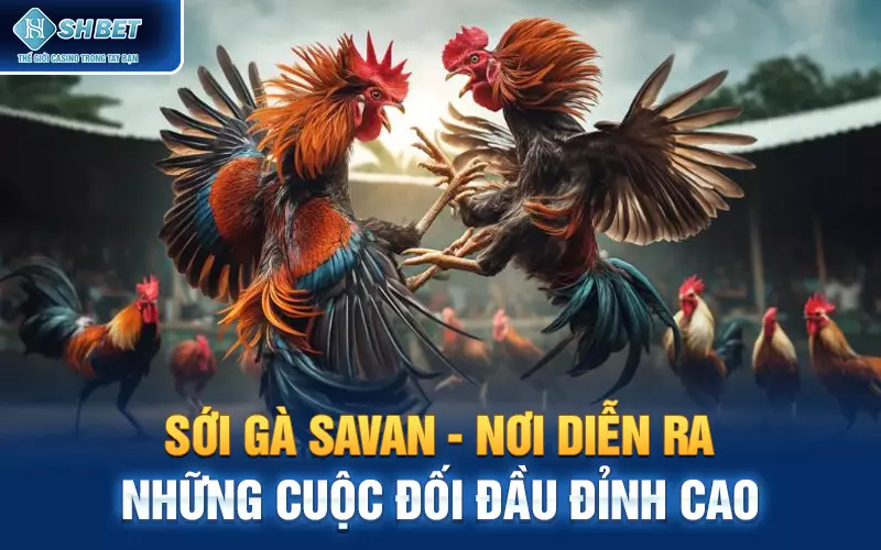 Sới gà Savan - Nơi Diễn Ra Những Cuộc Đối Đầu Đỉnh Cao