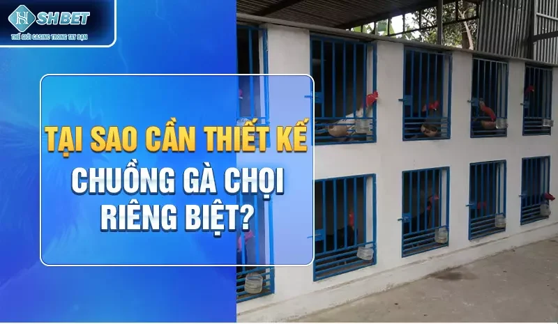 Tại sao cần thiết kế chuồng gà chọi riêng biệt?